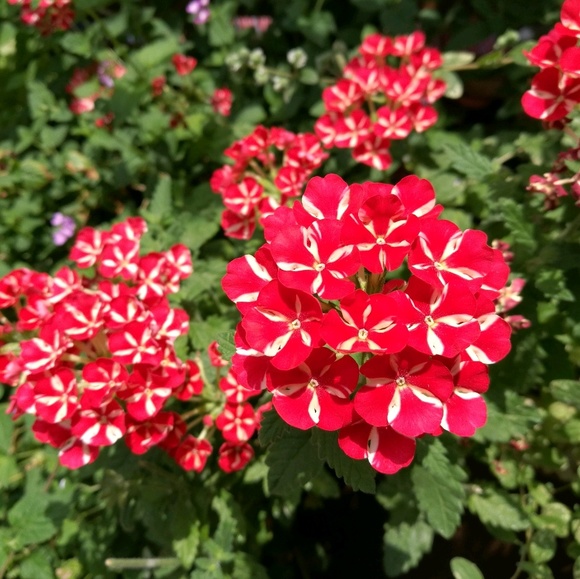 Meet your Posher, Nguyet - Picture 1 of 1